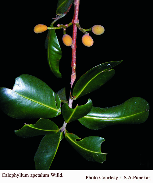 Calophyllum apetalum Willd.